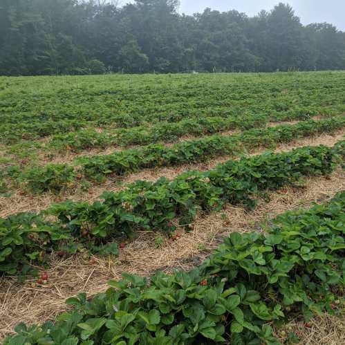 A misty field of strawberry plants with green leaves and ripe red berries, surrounded by trees in the background.