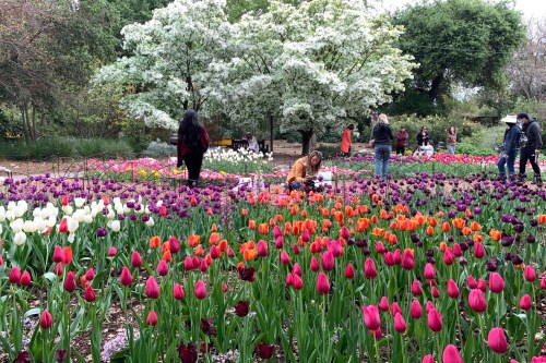 A vibrant garden filled with colorful tulips and people enjoying the scenery under blooming trees.