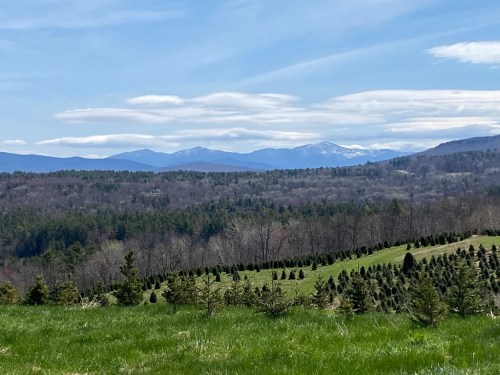 A scenic view of rolling green hills with evergreen trees and distant snow-capped mountains under a blue sky.