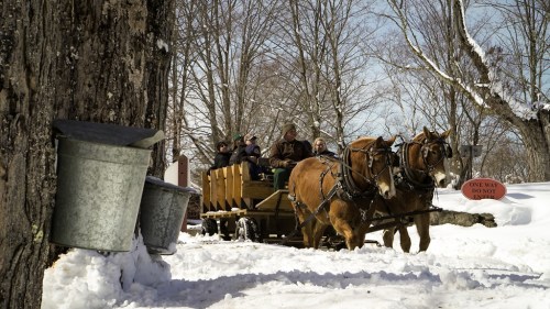 A horse-drawn wagon carries passengers through a snowy landscape, with trees and a sign in the background.
