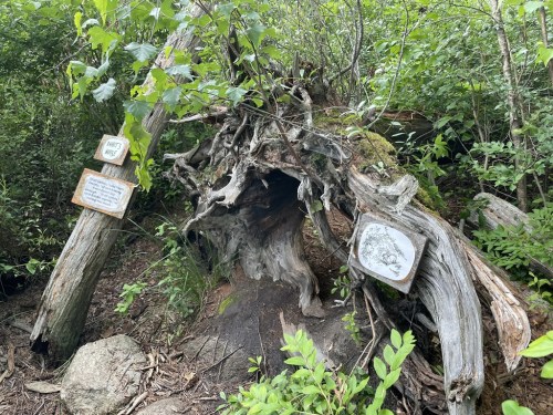 A weathered tree stump surrounded by greenery, with informational signs attached nearby.