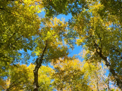 Looking up at a vibrant canopy of green and yellow leaves against a clear blue sky.