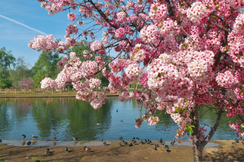 A blooming cherry blossom tree by a serene lake, with ducks swimming near the shore under a clear blue sky.