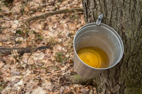 A metal bucket hangs from a tree, filled with golden liquid, surrounded by fallen leaves on the forest floor.