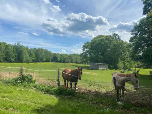 Two horses stand near a fence in a lush green field under a blue sky with fluffy clouds.