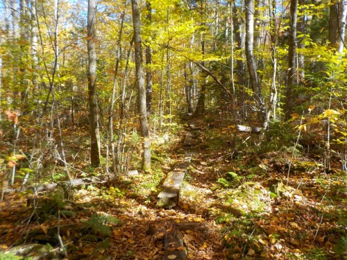 A serene forest path lined with autumn leaves and vibrant yellow foliage, surrounded by tall trees.
