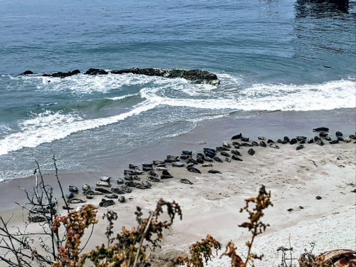 Seals resting on a sandy beach near the water, with gentle waves lapping at the shore.