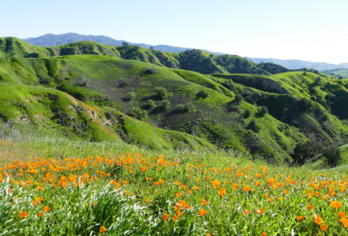 Vibrant orange flowers bloom in a lush green landscape with rolling hills and distant mountains under a clear blue sky.