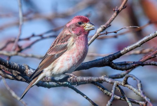 A close-up of a pinkish bird perched on a branch, surrounded by blurred foliage.