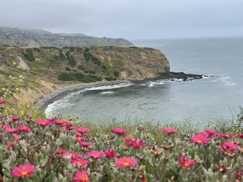 A coastal view featuring cliffs, a calm sea, and vibrant pink flowers in the foreground.