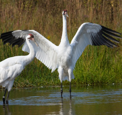 Two white cranes stand in shallow water, one with wings spread wide, surrounded by green grass and reeds.