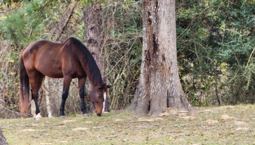 A brown horse grazing near a tree in a wooded area.