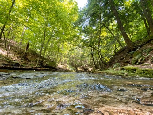 A serene forest scene with a clear creek flowing through lush green trees and sunlight filtering through the leaves.
