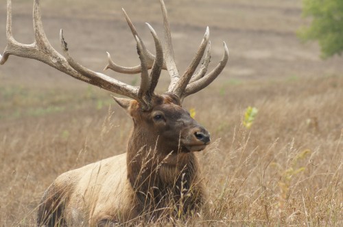 A majestic elk with large antlers resting in a grassy field.