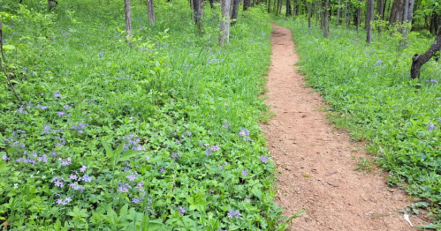 A dirt path winding through a lush green forest, bordered by blooming purple flowers.