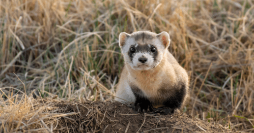 A small, curious ferret-like animal sits on a mound of dirt, surrounded by dry grass.