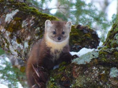 A marten perched on a mossy tree branch, surrounded by snow and greenery, looking curiously at the camera.