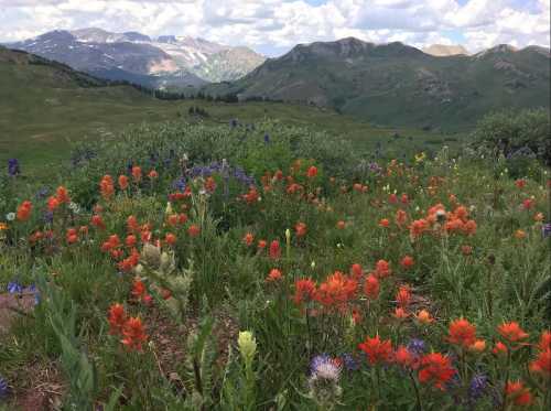 A vibrant field of wildflowers in various colors, with mountains and a cloudy sky in the background.