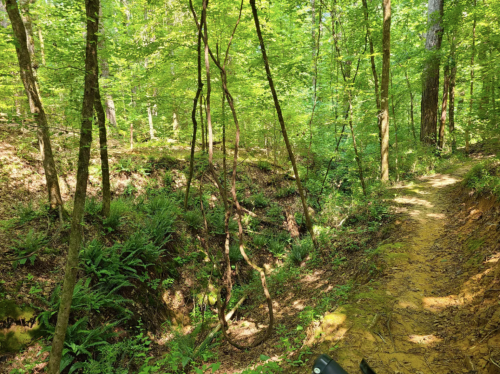 A lush green forest with tall trees, ferns, and a winding dirt path through the undergrowth.