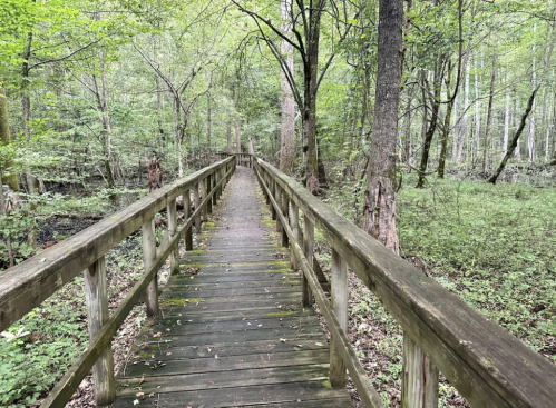 A wooden boardwalk leads through a lush green forest, surrounded by trees and foliage.