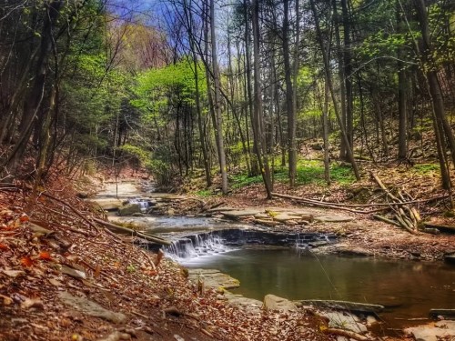 A serene forest scene with a small waterfall and a calm stream surrounded by lush greenery and fallen leaves.
