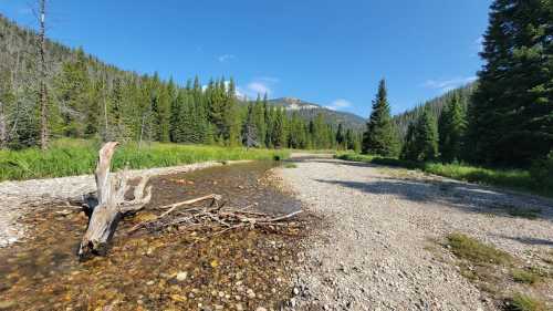 A serene riverbank scene with clear water, pebbles, and lush green trees under a blue sky.