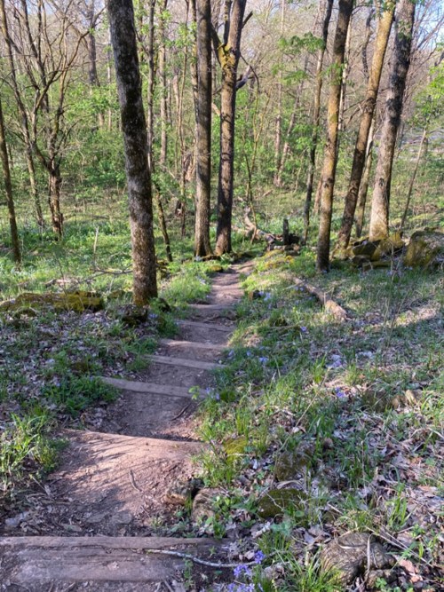 A winding dirt path leads through a lush forest with trees and scattered purple wildflowers.