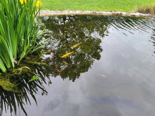 A serene pond with koi fish swimming beneath the surface, surrounded by green plants and a grassy area.