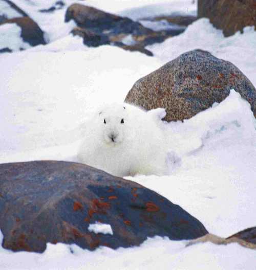 A white hare blends into the snowy landscape, surrounded by rocks.