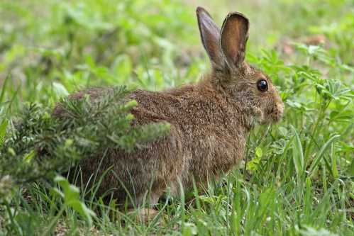 A brown rabbit sitting in green grass, partially hidden by foliage, with its ears perked up and alert.