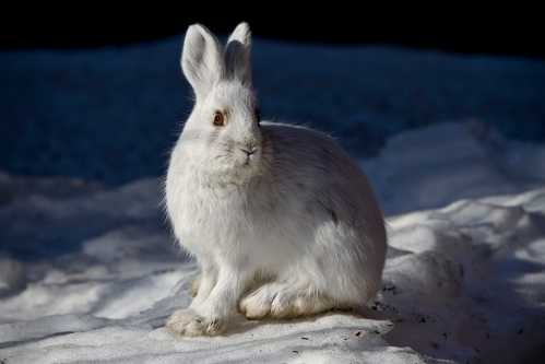 A white rabbit sitting on a snowy surface, with soft fur and bright eyes, against a dark background.