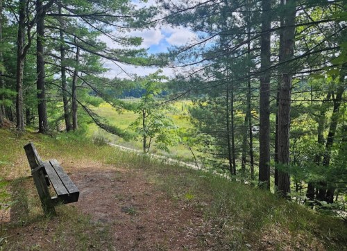A wooden bench sits on a grassy area surrounded by tall trees, overlooking a lush green landscape under a blue sky.