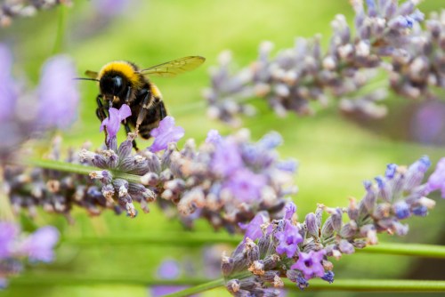 A close-up of a bee collecting nectar from purple lavender flowers in a vibrant garden.