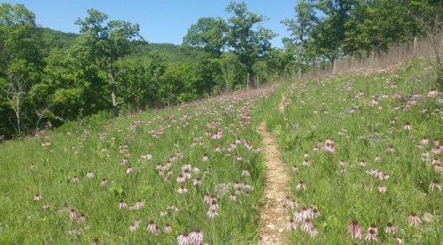 A sunny trail winding through a vibrant field of wildflowers and greenery, surrounded by trees and hills.