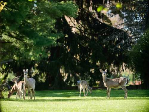 A group of deer grazing in a lush green field surrounded by trees.