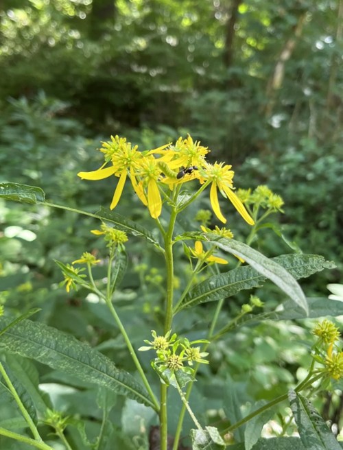 A cluster of bright yellow flowers with green leaves, surrounded by lush greenery in a forested area.