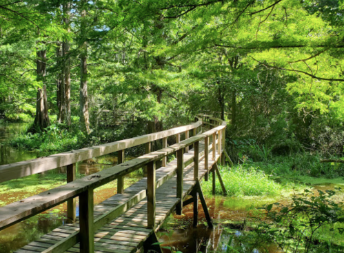 A wooden bridge spans a lush, green forest with trees and water, creating a serene natural scene.