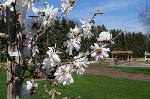 Blossoming white flowers on a tree branch with a green lawn and trees in the background under a clear blue sky.