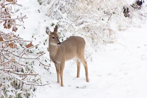 A deer stands in a snowy landscape, surrounded by frosted bushes and trees.