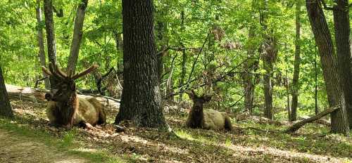 Two deer resting on the forest floor among trees, surrounded by green foliage.