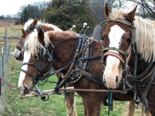 Three horses in harnesses stand side by side near a fence, with a grassy field and trees in the background.