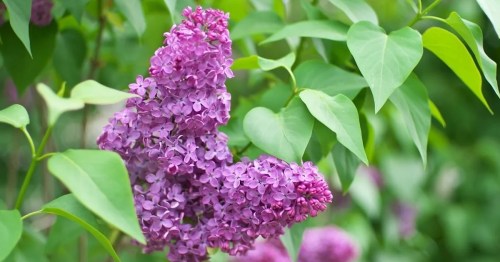 A close-up of vibrant purple lilac flowers surrounded by green leaves.