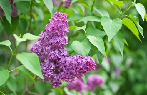 A close-up of vibrant purple lilac flowers surrounded by green leaves.