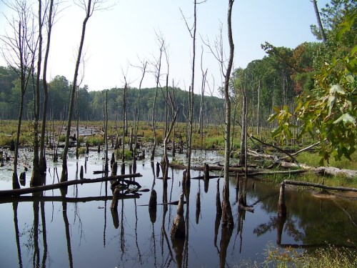 A serene wetland scene with dead trees reflected in still water, surrounded by lush greenery and distant hills.