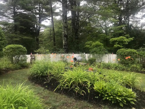 A lush garden with various plants and flowers, surrounded by a white picket fence and tall trees in the background.