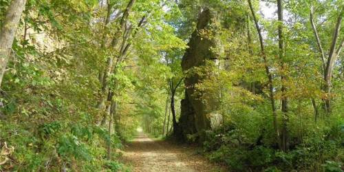 A serene forest path lined with lush green trees and vibrant foliage, inviting exploration and tranquility.