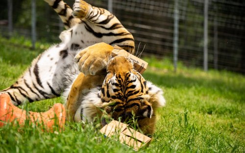 A playful tiger rolls on the grass, holding a cardboard box with its paws, enjoying its time outdoors.