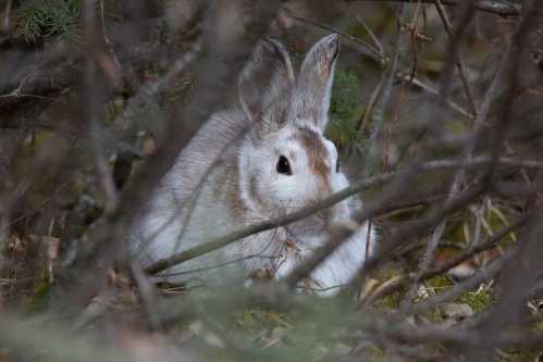 A rabbit sits quietly among branches and foliage, blending into its natural surroundings.