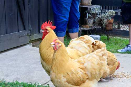 Three yellow chickens stand on a concrete surface, with a person’s legs visible in the background.