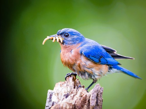A bluebird perched on a branch, holding a worm in its beak against a blurred green background.